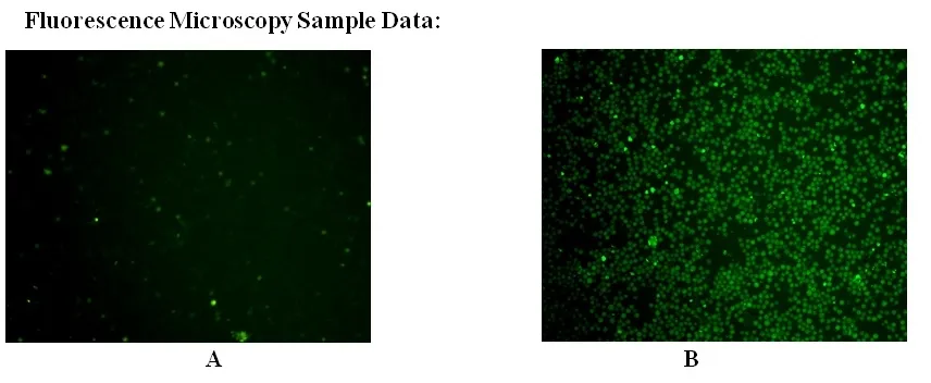 Cell Meter™ Live Cell Caspase 9 Binding Assay Kit *Green Fluorescence* - image 1