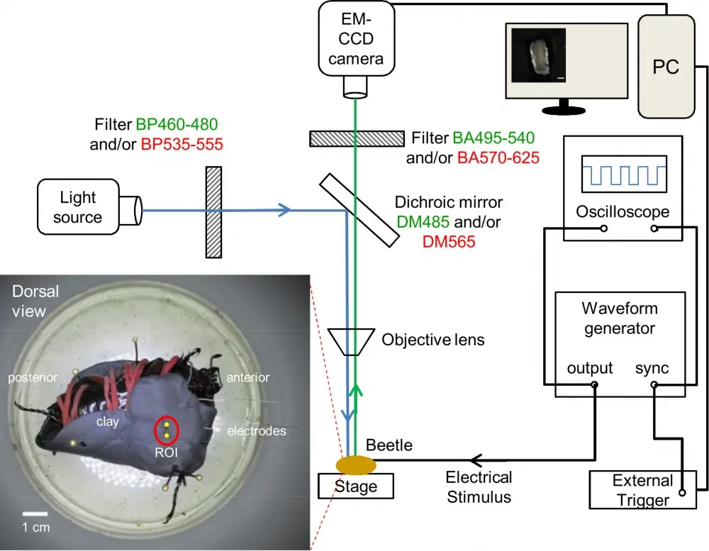 Fluo-8®, AM - image 3