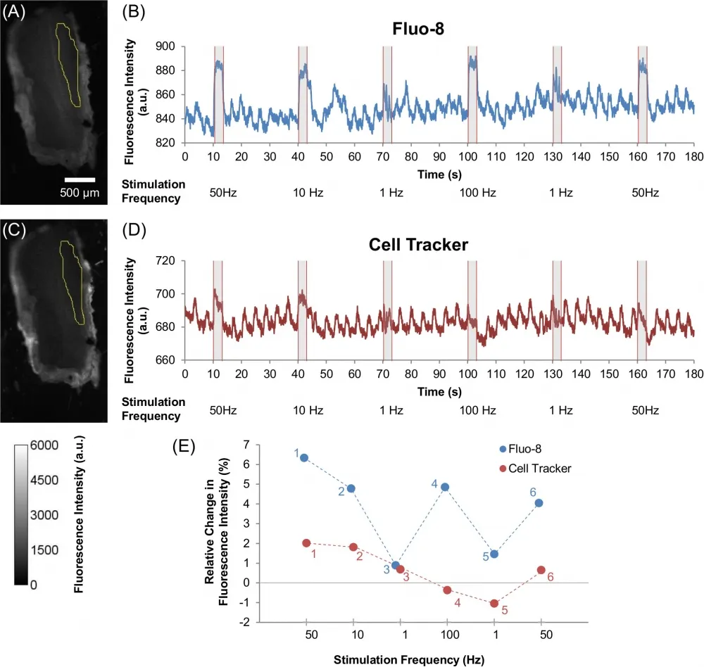 Fluo-8®, AM - image 28