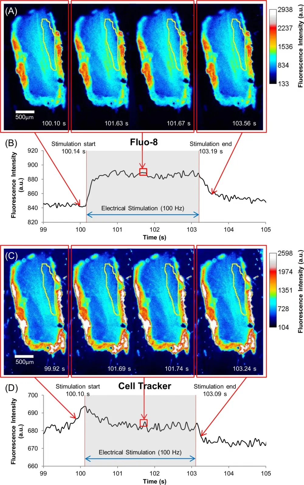 Fluo-8®, AM - image 32