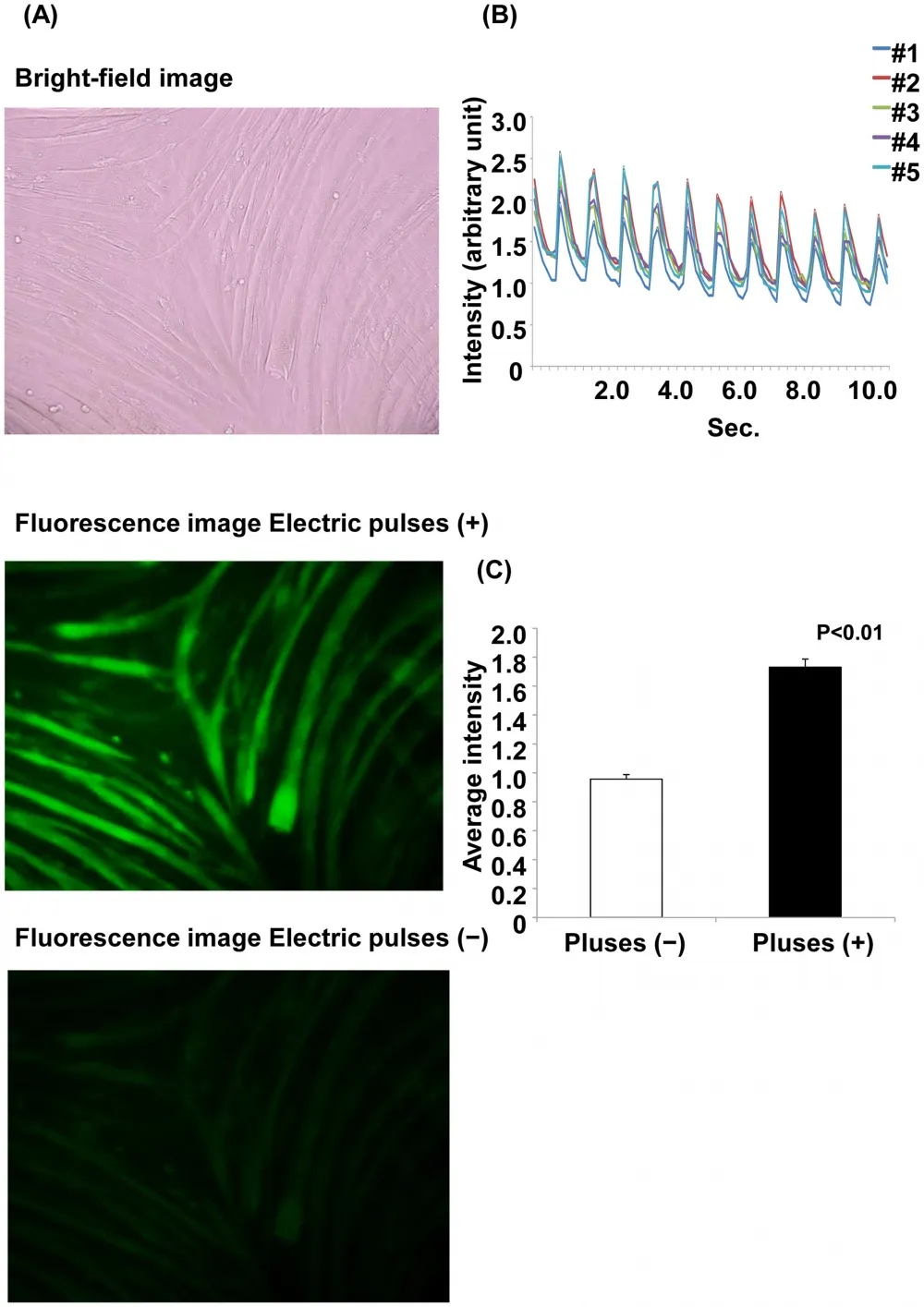 Fluo-8®, AM - image 7