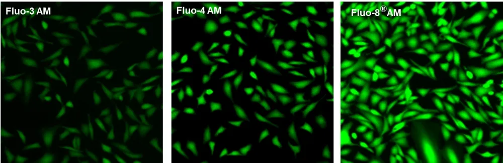Fluo-8H™, AM - image 1