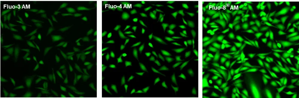 Fluo-8FF™, AM - image 1