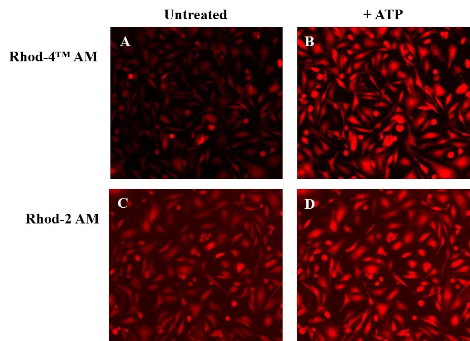 Rhod-4™, AM - image 5