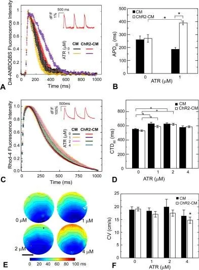 Rhod-4™, AM - image 6