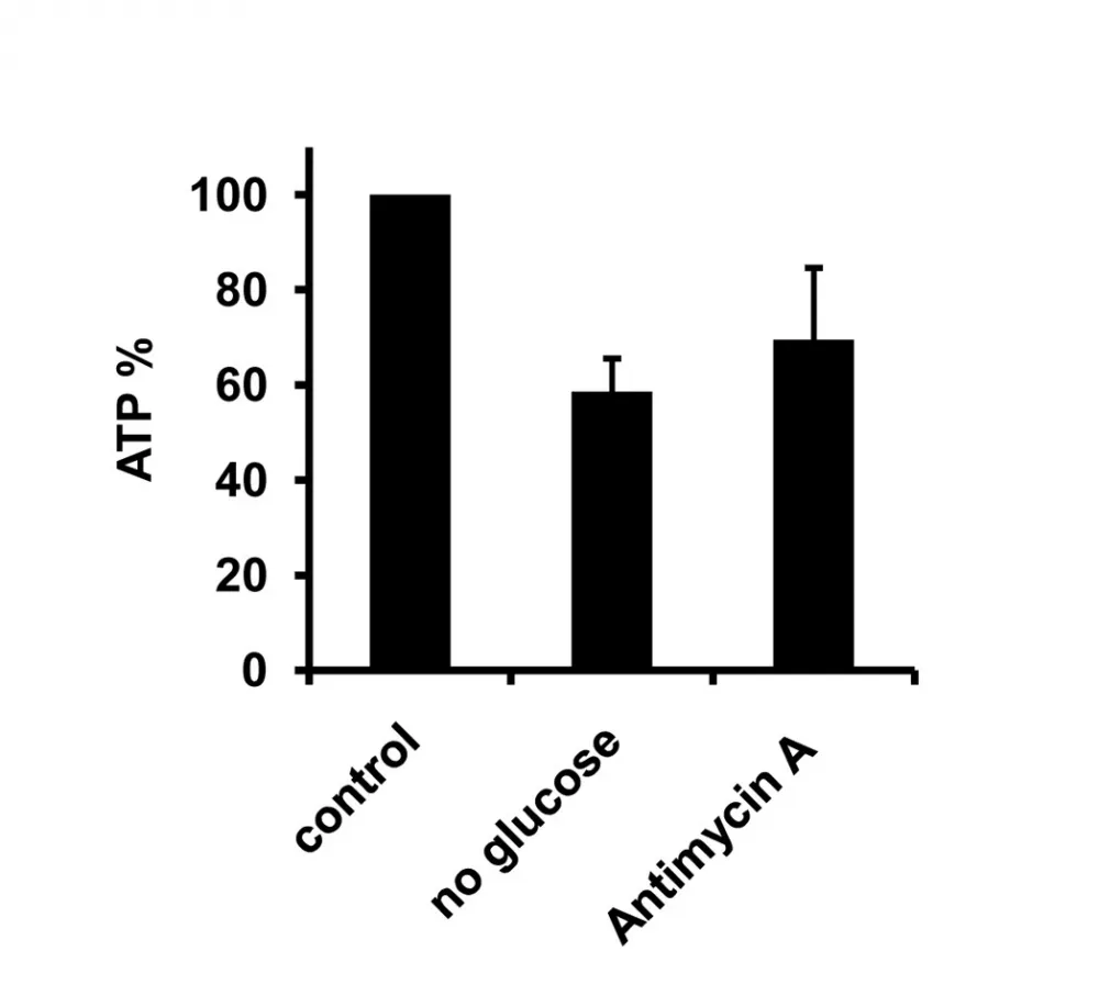 PhosphoWorks™ Luminometric ATP Assay Kit *Maximized Luminescence* - image 1