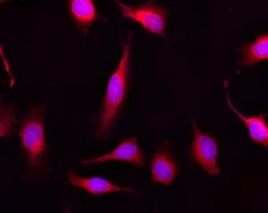 Calcein Red™ AM - image 2