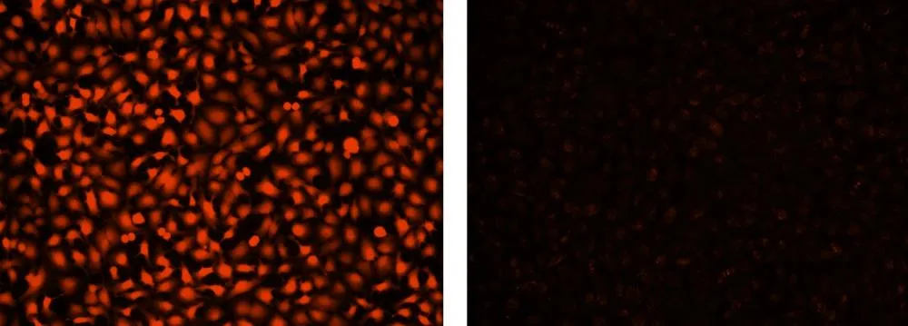 Calcein Red™ AM - image 1