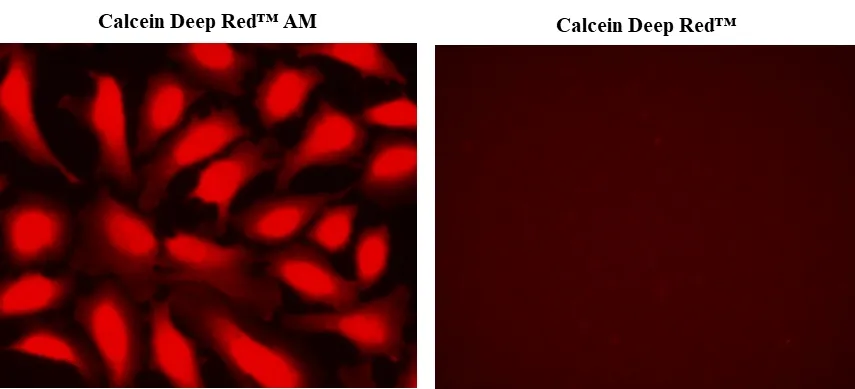 Calcein Deep Red™ - image 1