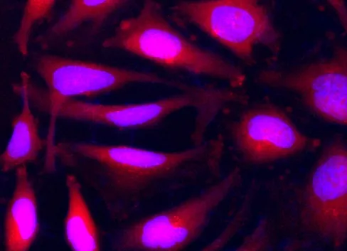 Calcein Orange™ diacetate - image 2
