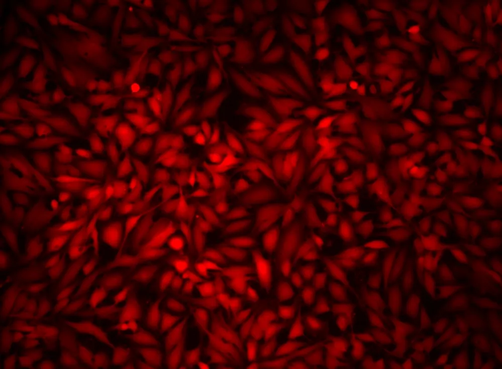 Calcein Orange™ diacetate - image 1