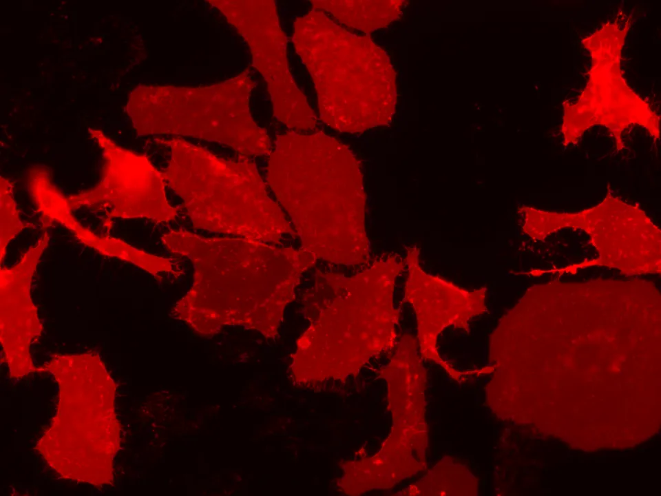 DiR iodide [1,1-dioctadecyl-3,3,3,3-tetramethylindotricarbocyanine iodide] - image 9