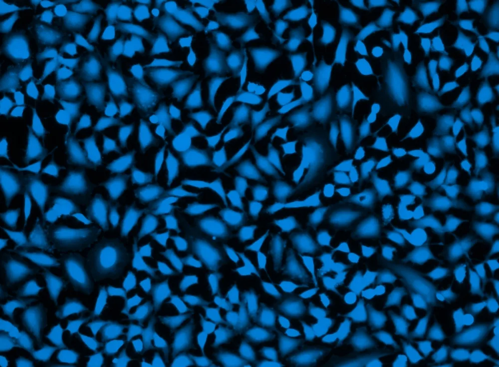 Live or Dead™ Fixable Dead Cell Staining Kit *Blue Fluorescence with 405 nm Excitation* - image 1