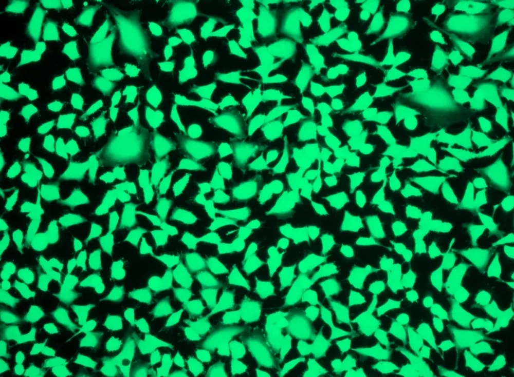 Live or Dead™ Fixable Dead Cell Staining Kit *Green Fluorescence with 405 nm Excitation* - image 2