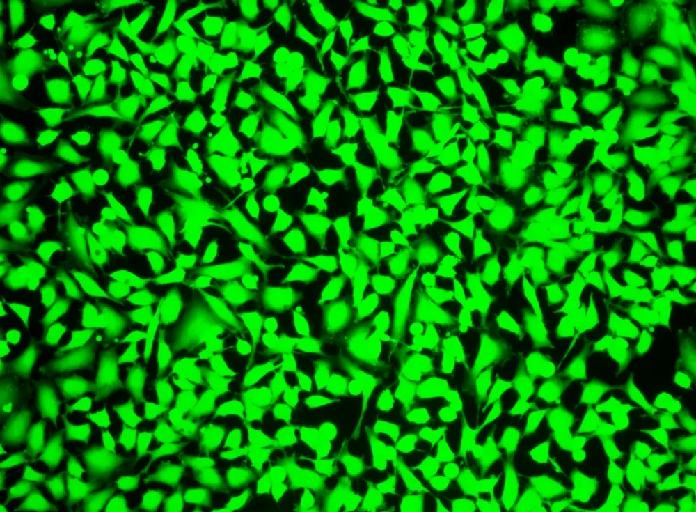 Live or Dead™ Fixable Dead Cell Staining Kit *Green Fluorescence* - image 1