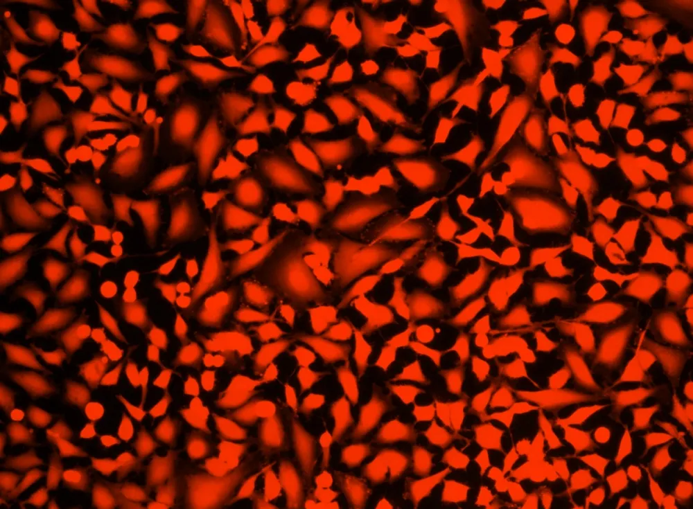Live or Dead™ Fixable Dead Cell Staining Kit *Orange Fluorescence* - image 2
