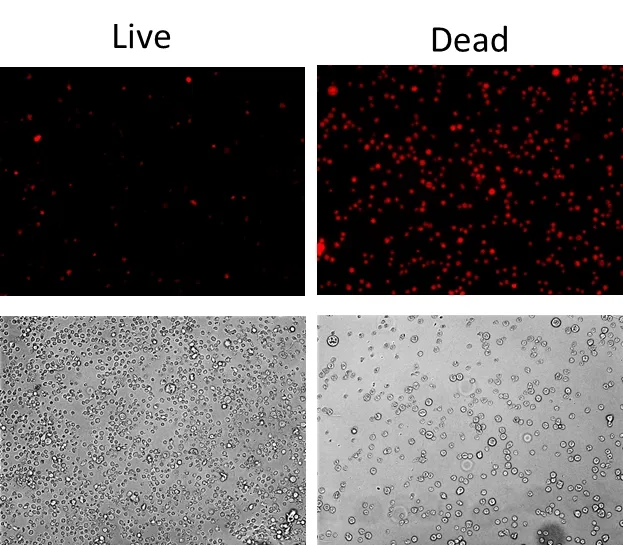 Live or Dead™ Fixable Dead Cell Staining Kit *Orange Fluorescence* - image 1