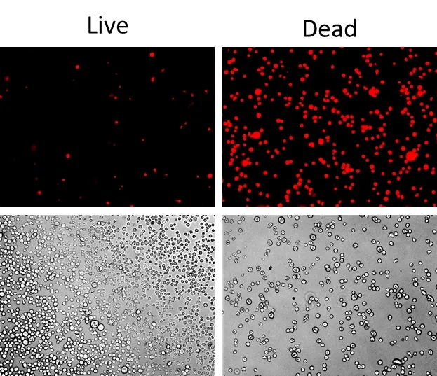 Live or Dead™ Fixable Dead Cell Staining Kit *Red Fluorescence* - image 2