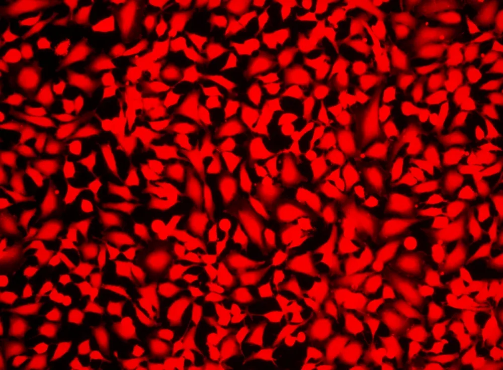 Live or Dead™ Fixable Dead Cell Staining Kit *Red Fluorescence* - image 1