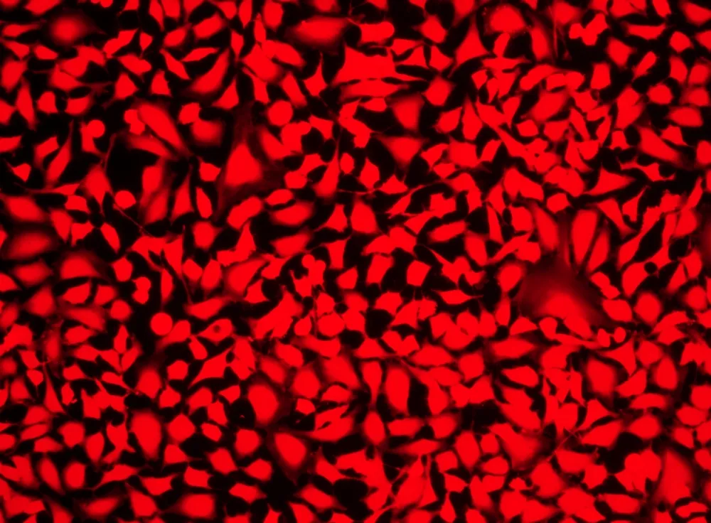 Live or Dead™ Fixable Dead Cell Staining Kit *Deep Red Fluorescence* - image 2