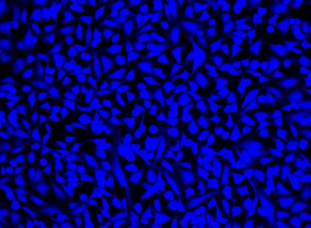 Cell Explorer™ Live Cell Labeling Kit *Blue Fluorescence* - image 1