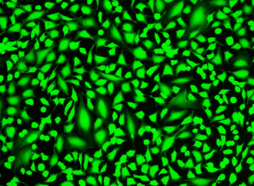 Cell Explorer™ Live Cell Labeling Kit *Green Fluorescence* - image 1