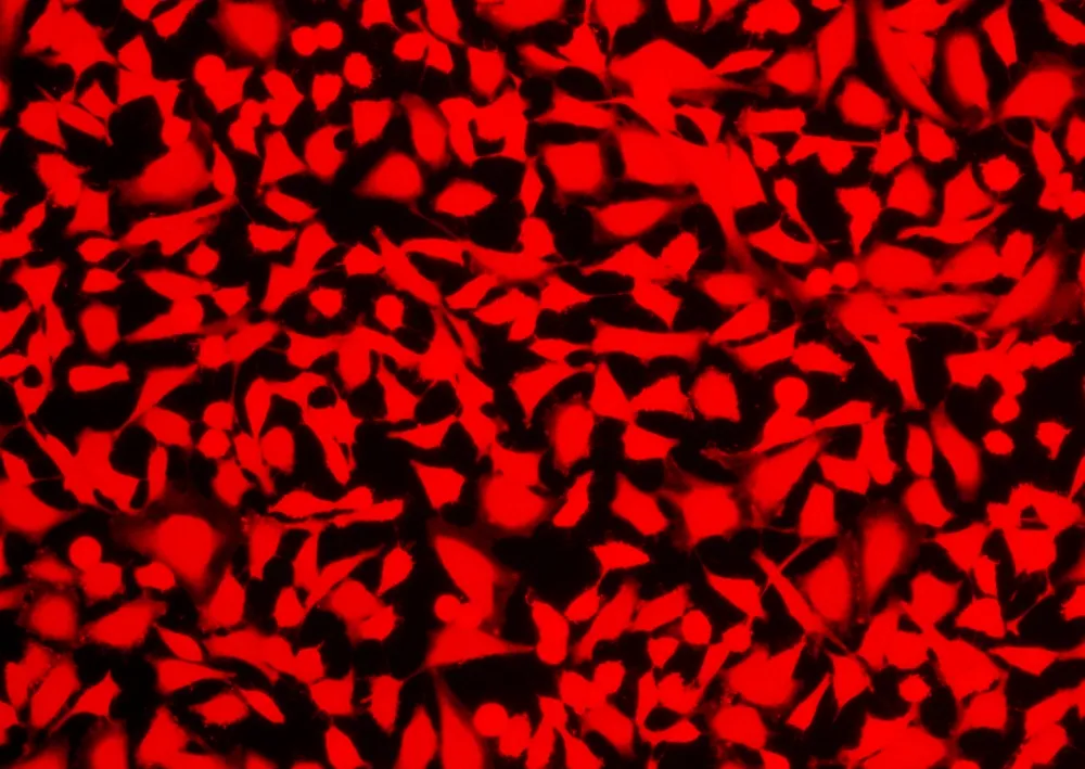 Cell Explorer™ Live Cell Labeling Kit *Red Fluorescence* - image 2