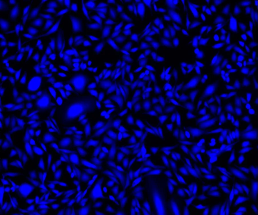 Cell Explorer™ Live Cell Tracking Kit *Blue Fluorescence* - image 1