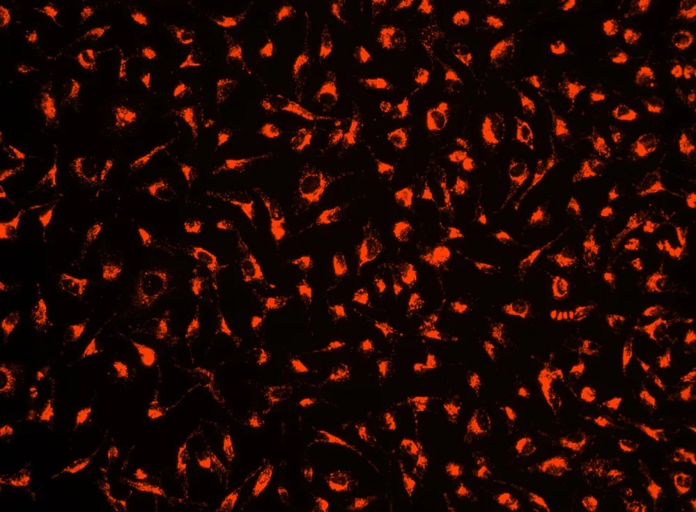 Cell Explorer™ Live Cell Tracking Kit *Red Fluorescence* - image 1