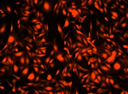 Cell Explorer™ Fixable Live Cell Tracking Kit *Red Fluorescence* - image 1