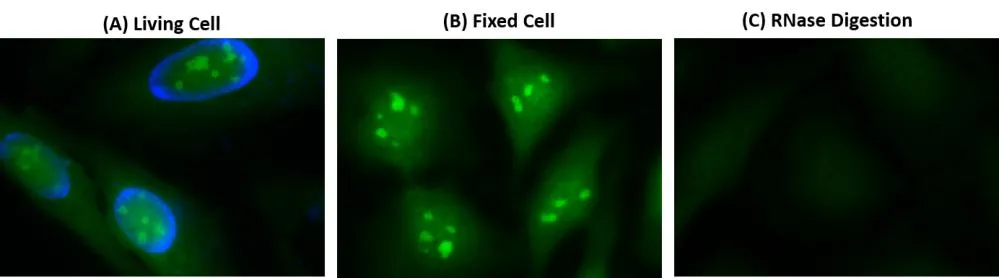 Cell Navigator® Live Cell RNA Imaging Kit *Green Fluorescence* - image 1