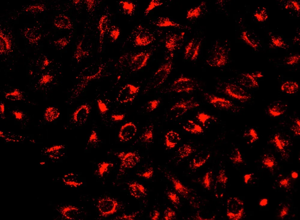 LysoBrite™ NIR - image 1