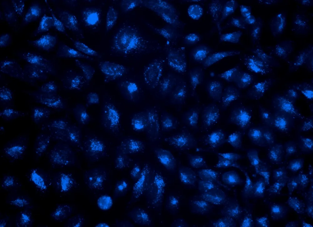 LysoBrite™ Blue - image 1