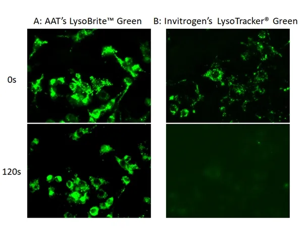 LysoBrite™ Green - image 1