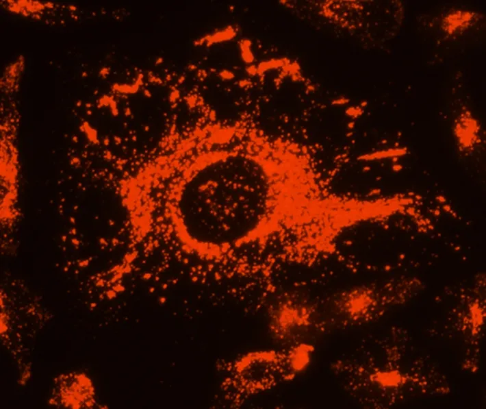 LysoBrite™ Deep Red - image 2