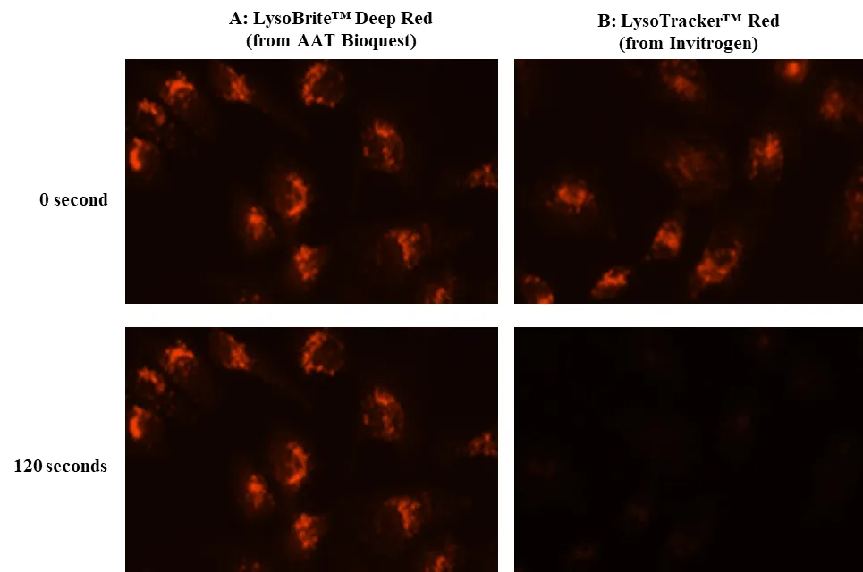 LysoBrite™ Deep Red - image 1