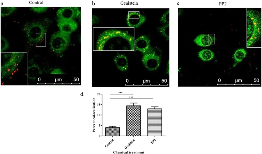 Cell Navigator® Lysosome Staining Kit *Green Fluorescence with 405 nm Excitation* - image 3