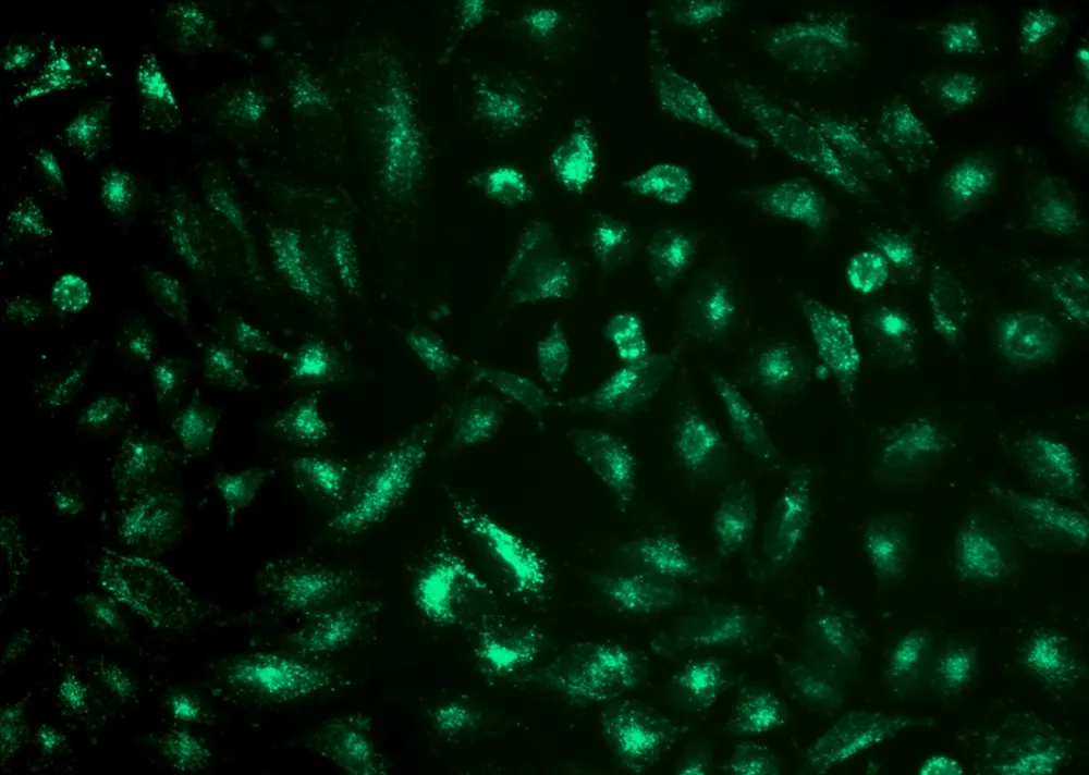 Cell Navigator® Lysosome Staining Kit *Green Fluorescence with 405 nm Excitation* - image 1