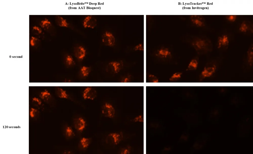 Cell Navigator® Lysosome Staining Kit *Deep Red Fluorescence* - image 2