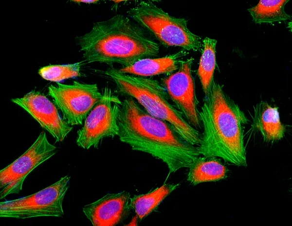 Cell Navigator® F-Actin Labeling Kit *Green Fluorescence* - image 1
