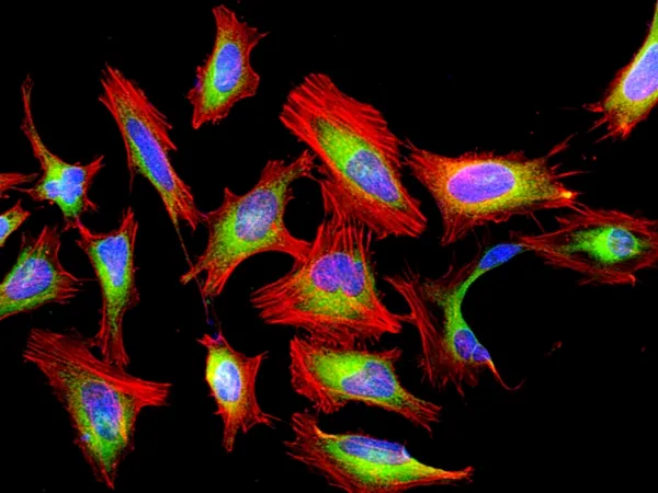 Cell Navigator® F-Actin Labeling Kit *Red Fluorescence* - image 1