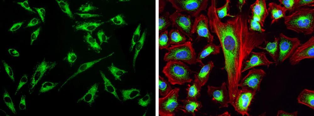 Cell Navigator® Mitochondrion Staining Kit *Green Fluorescence* - image 2