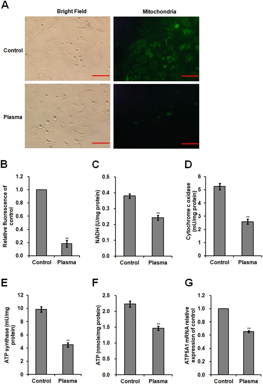 Cell Navigator® Mitochondrion Staining Kit *Green Fluorescence* - image 1