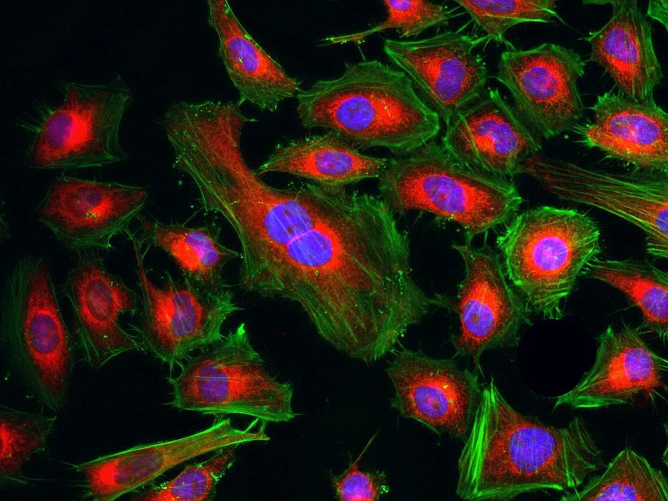 Cell Navigator® Mitochondrion Staining Kit *Deep Red Fluorescence* - image 1
