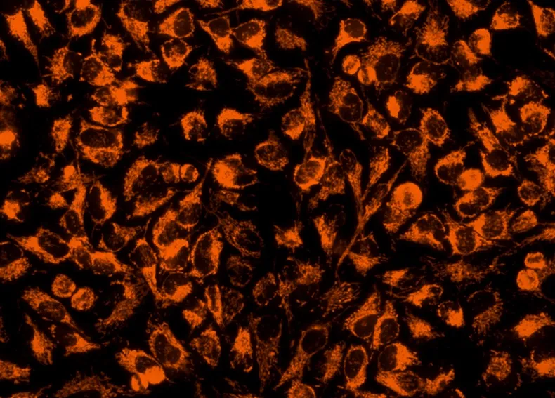 Cell Navigator® Mitochondrion Staining Kit *Orange Fluorescence with 405 nm Excitation* - image 1