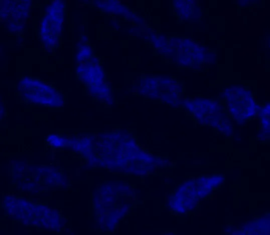 MitoLite™ Blue FX490 - image 1