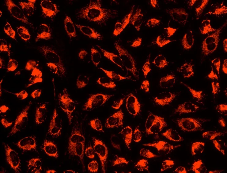 MitoLite™ Orange FX570 - image 1