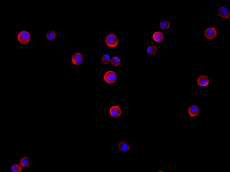 Cell Navigator® Cell Plasma Membrane Staining Kit *Orange Fluorescence* - image 2