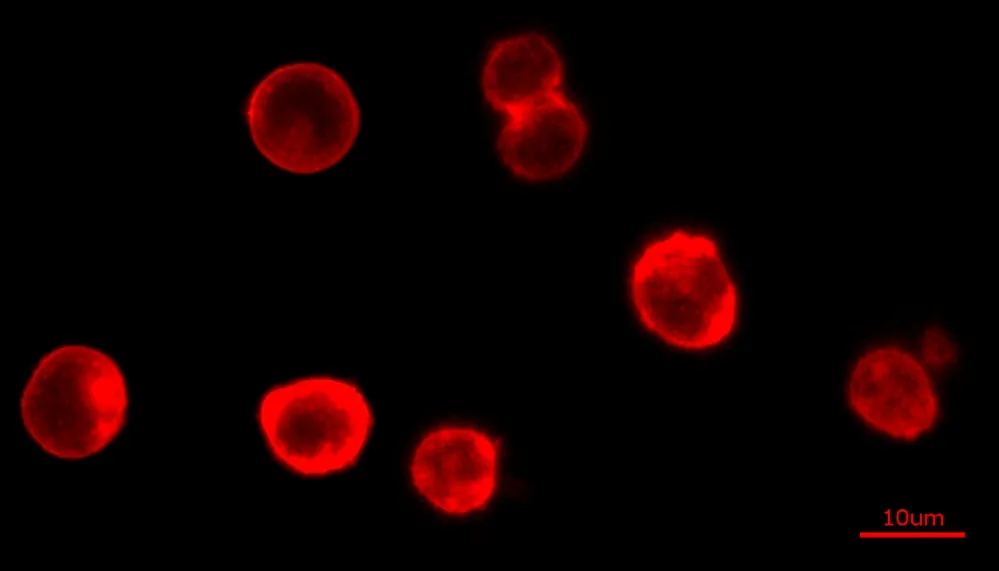 Cell Navigator® Cell Plasma Membrane Staining Kit *Orange Fluorescence* - image 1