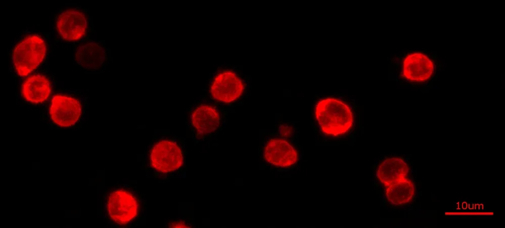 Cell Navigator® Cell Plasma Membrane Staining Kit *Red Fluorescence* - image 2